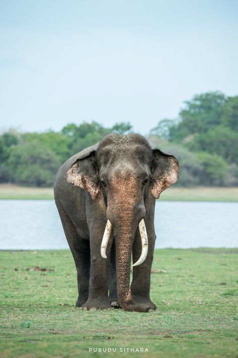 Elephants Photos, Places To Visit, Elephant, Animals