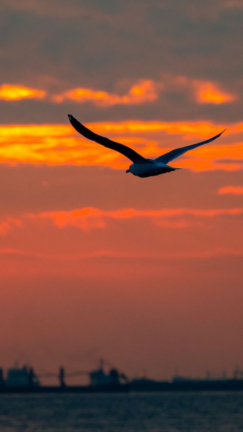 Flying Seagull on a Dramatic Sky · Free Stock Photo Birds Flying In The Sky, Birds Flying, Deck Of Cards, High Resolution, Free Stock Photos, Free Photos, Animal Pictures, Birds, Stock Photos