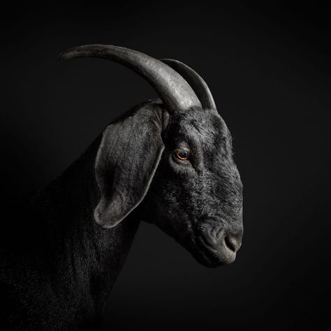 Black Goat, Farm Sanctuary, Simple Portrait, Animal References, Coban, A Goat, Black Animals, Fun Art, Reference Photos