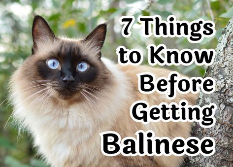 Pedigree Cats, All Cat Breeds, Balinese Cat, Dead Hair, Cat Allergies, Bloated Belly, Genetic Mutation, Siamese Kittens, Grooming Routine