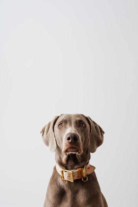 Brown Short Coated Dog With White Background · Free Stock Photo Studio Pet Photography, Studio Dog Photography, Dog With White Background, Pet Studio Photography, Dog Photoshoot Studio, Bibi Photoshoot, Dog Product Photography, Dog Studio Photography, Dog White Background