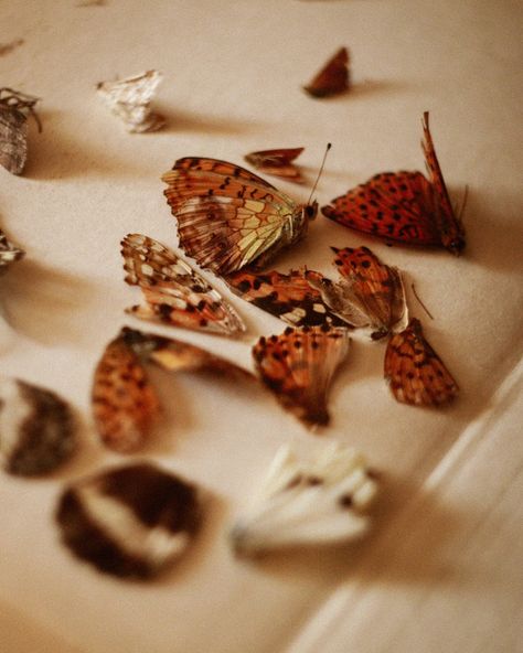 My collection of dead butterflies 🦋 Butterfly Pinning, Pinned Butterflies, Dead Butterfly, Butterfly Pin, August 19, Art Stuff, My Collection, Butterflies, Cottage