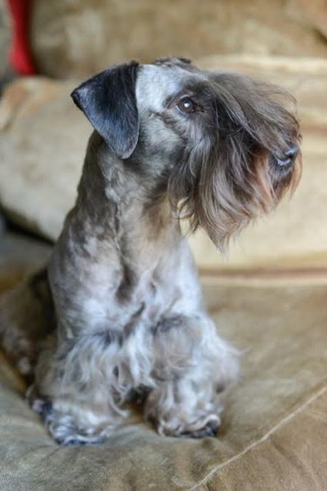 Cesky Terrier, Dog Types, Pets Grooming, All Breeds Of Dogs, Dog Stocking, Terrier Breeds, Animal References, Breed Dogs, Terrier Puppies