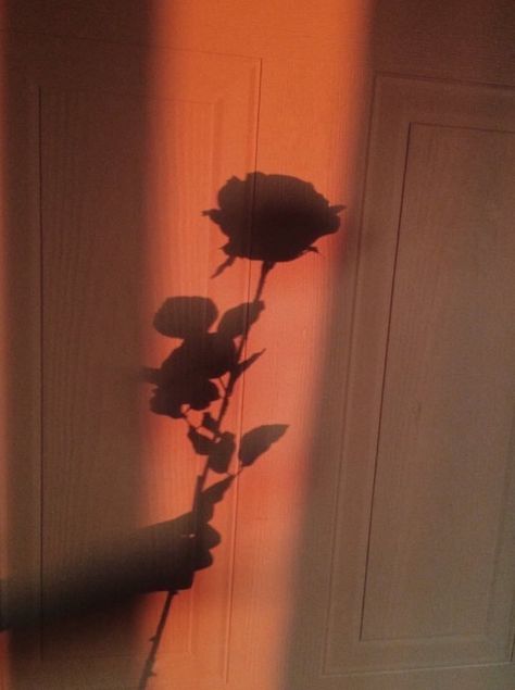 A Single Rose, Peach Aesthetic, Aesthetic Roses, Shadow Photography, Shadow Pictures, Orange Aesthetic, Single Rose, Photo Wall Collage, Aesthetic Pastel Wallpaper