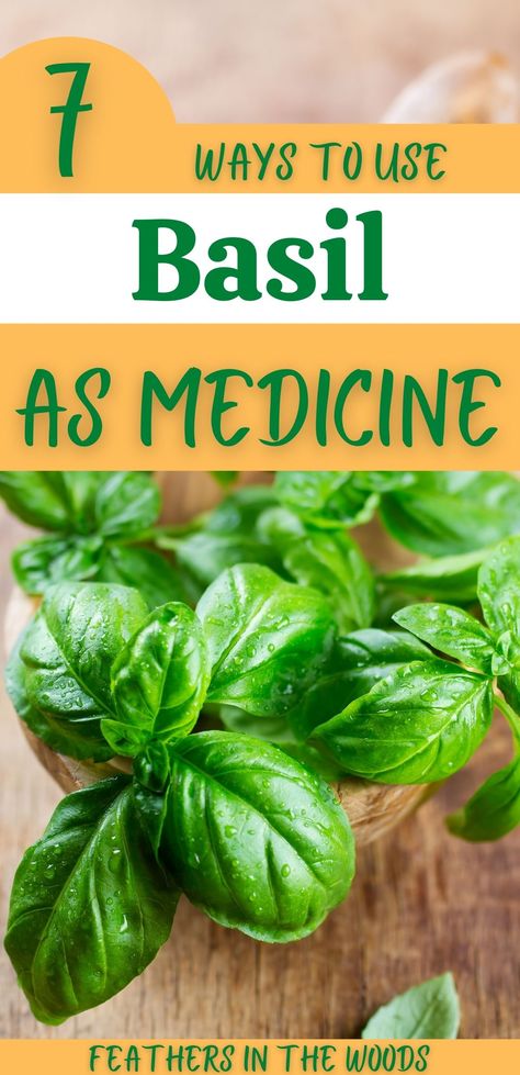 Fresh basil in small container prepared for use medicinally Basil Uses, Ways To Use Basil, Holy Basil Benefits, Basil Health Benefits, Fresh Basil Recipes, Basil Tea, Tinctures Recipes, Basil Herb, Herbal Remedies Recipes