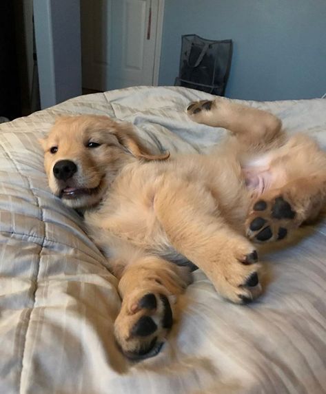 10 Goldens Lounging in Bed  Follow them @benjthegolden @garththegolden @goldenchampstagram @masonderulo__ @polentagoldenretriever… Golden Retrievers, 골든 리트리버, Golden Retriever Mix, Psy I Szczenięta, Puppy Chow, Golden Retriever Puppy, Retriever Puppy, Cute Animal Photos