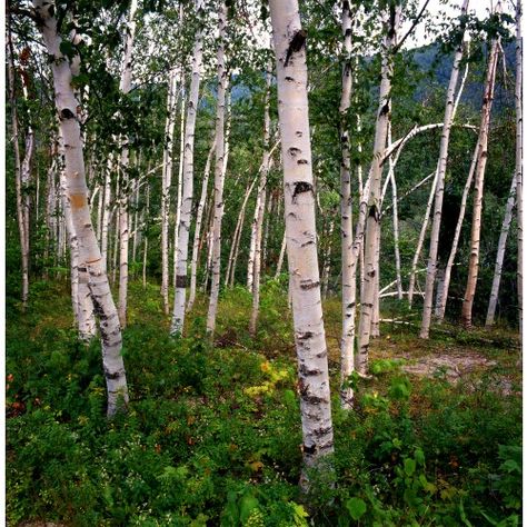 White birch trees