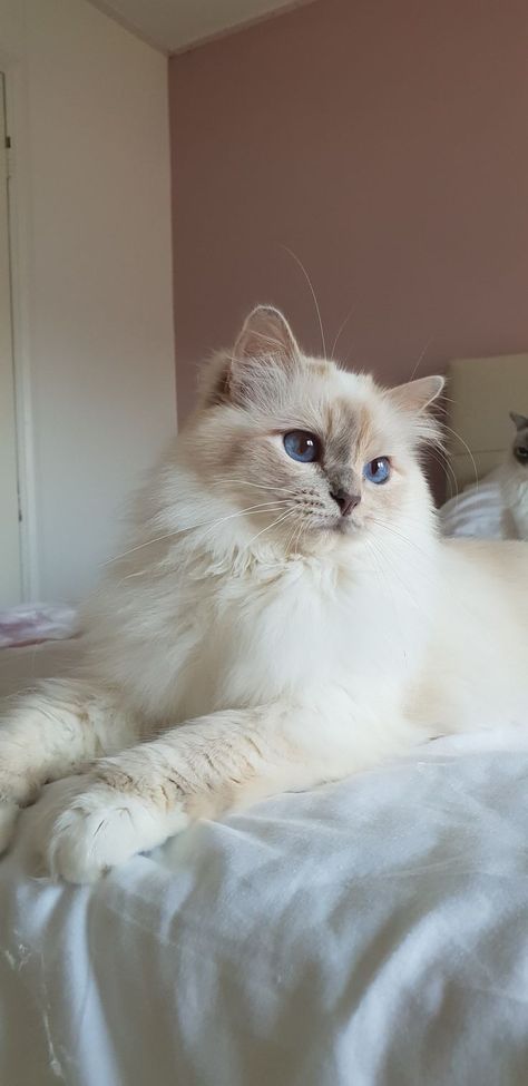 Cute Cat Ragdoll, Cat Birman Kitten, Birman Cat Colors, Lilac Ragdoll Kitten, Tortie Ragdoll Cat, Birman Cat Lilac, Lilac Ragdoll Cat, Ragdoll Cat Wallpaper, Lilac Point Ragdoll