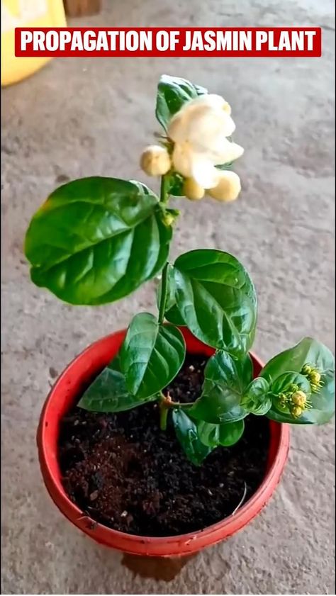 Easy and simple method to propagate jasmin plant at home Gardening Indoor Gardening Jasmin plant Home decor Jasmin Plant, Jasmine Plant Indoor, Plant Home Decor, Garden Hacks Diy, Jasmine Plant, Plant Home, Back Garden Design, Plant Hacks, Backyard Vegetable Gardens