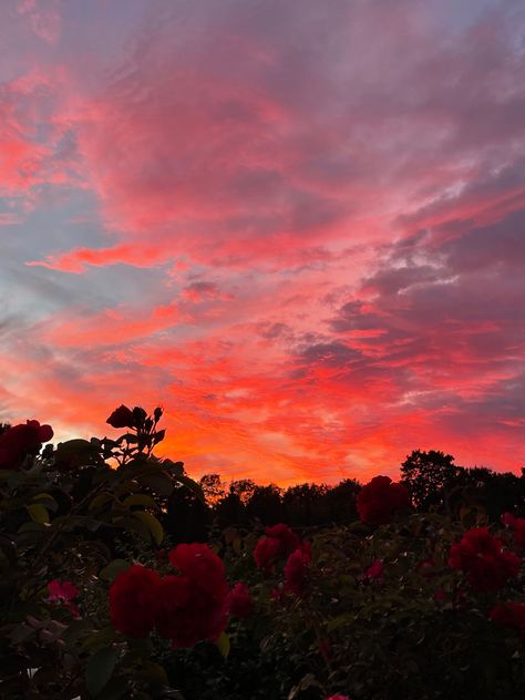 Aesthetic Nature, Sky Clouds, The Sky, The Sun, Roses, Sun, Flowers, Red, Blue