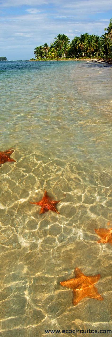 Playa Estrella (Starfish Beach) in Bocas del Toro, PANAMA Bocas Town, Backpacking Destinations, Panama Travel, Panama Canal, San Blas, I Want To Travel, Vacation Photos, Adventure Tours, Hawaii Travel