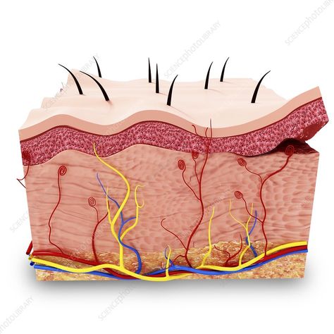 Human skin anatomy, artwork - Stock Image - F008/0300 - Science Photo Library Skincare Infographic, Anatomy Artwork, Skin Anatomy, Drawing Anatomy, Skin Drawing, Human Body Anatomy, Skin Photo, Brow Artist, Human Drawing