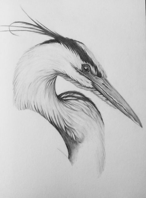 Great blue egret Heron Drawing Illustration, Grey Heron Drawing, Blue Crane Drawing, Crane Drawing Sketch, Egret Drawing, Crane Bird Drawing, Blue Heron Drawing, Egret Tattoo, Heron Sketch