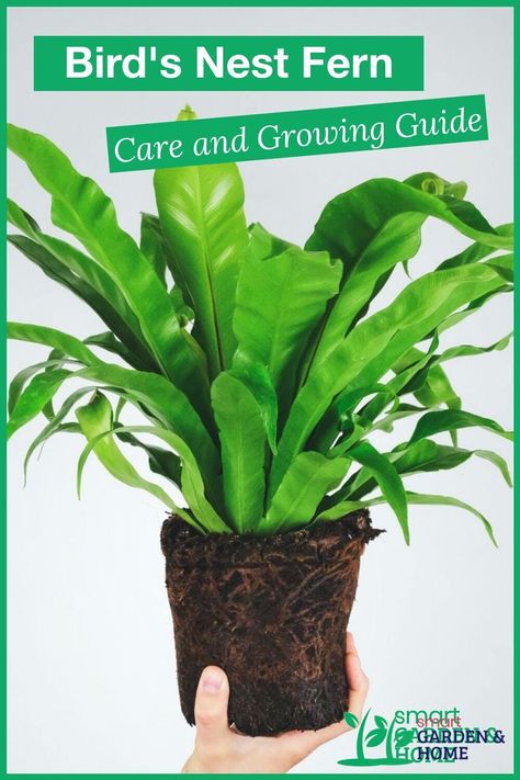 Birds Nest Fern, Bird's Nest Fern, Ferns Care, Japanese Bird, Smart Garden, Green Texture, Fern Plant, Birds Nest, Perfect Plants