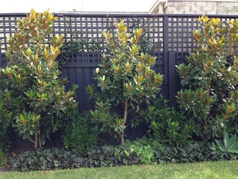 If you have an ugly bare fence, then a bit of greenery will always change the entire look. But what should you plant along it? I do get asked what my plants are (a couple of photos are below). And I am pretty basic in the garden, but I have had a few houses over […] Little Gem Magnolia Tree, Landscaping Along Fence, Screen Plants, Fence Plants, Black Fence, Backyard Trees, Privacy Plants, Privacy Landscaping, Backyard Plants