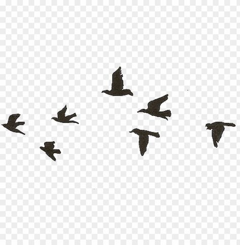 flying birds gif transparent Birds Flying Png, Birds Gif, Fly Gif, Pinterest Png, Gif Transparent, Birds Png, Pig Gif, Bird Clipart, Bird Gif