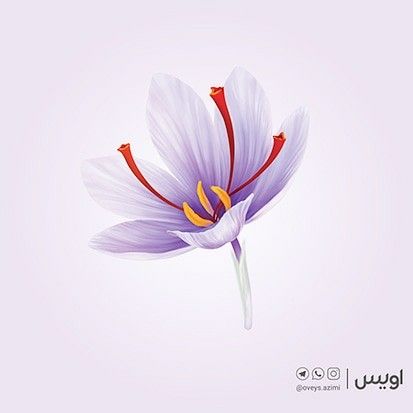 تصویر سازی گل زع�فران Illustration of saffron flower #saffron #flower #illustration Saffron Flower Illustration, Saffron Drawing, Saffron Illustration, Saffron Flower Tattoo, Lotus Flower Logo Design, Blue Heels Wedding, Lotus Flower Logo, Saffron Flower, Purple Flowers Garden