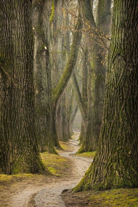 Meena's Tirith, Deciduous Forest, Straight Road, Tree Tunnel, Forest Path, Tall Trees, Walk In The Woods, Tree Forest, Beautiful Tree