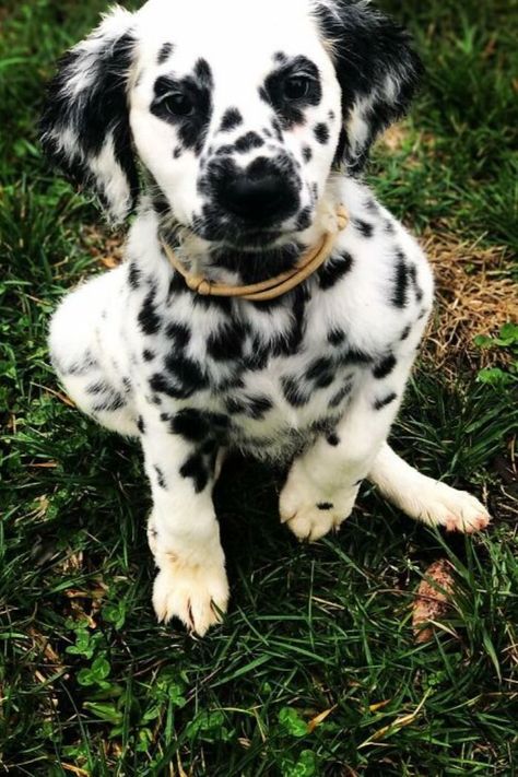 This #Pawdorable #Dog Is A Mix Between A #Dalmatian And Golden #Retriever
dalmatian and golden retriever mix,
dalmatian golden retriever mix,
#dalmatiangoldenretriever Dalmatian Mix, Dalmatian Puppies, Internet Fame, Tiktok Trends, 101 Dalmations, Golden Retriever Mix, Dalmatian Puppy, Dalmatian Print, Mixed Breed Dogs