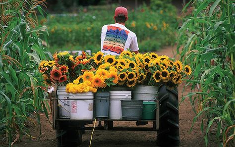 Johnny's Sunflower Succession Planting Program Bird Chirping, Bibb Lettuce, Types Of Sunflowers, Flower Farming, Succession Planting, Succession Planning, Mini Farm, Flower Bed, Farm Gardens