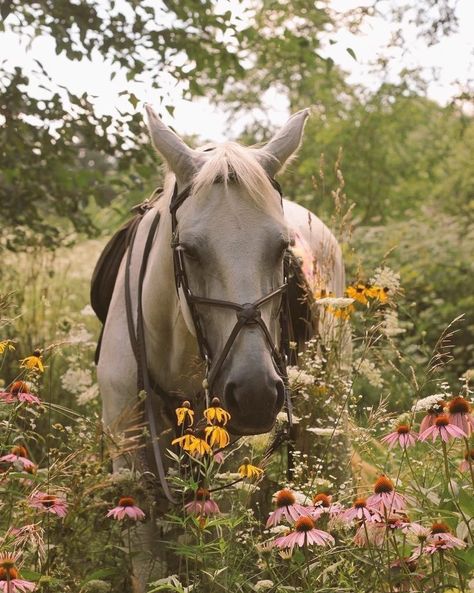 🌿🌼🧺 on Twitter: "… " Aesthetic Horse, Horse Background, Horse Wallpaper, Horse Aesthetic, Cute Horses, Horse Life, Pretty Horses, Horse Photography, Horse Pictures