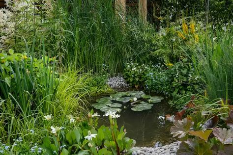 Allotment Pond, Pond Planting, Dense Planting, Natural Ponds, Wildlife Pond, Landscaping Ideas Front Yard, Garden Wildlife, Gardeners World, Ideas Front Yard Landscaping