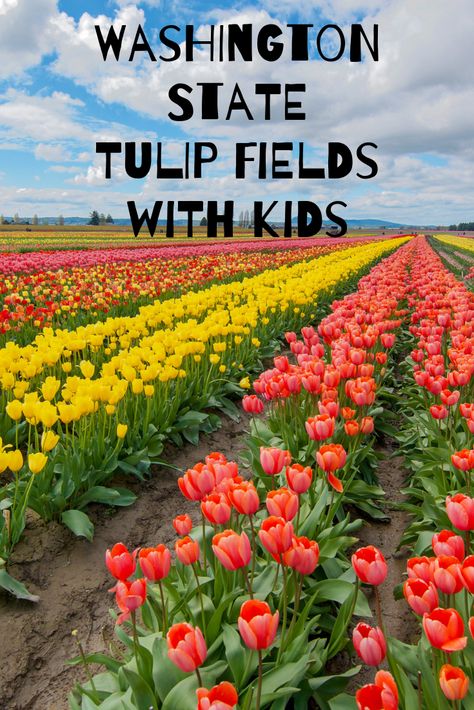 Skagit Valley Tulip Festival, Skagit Valley, Orange Tulips, Oceania Travel, Tulip Festival, Boss Girl, Tulip Fields, Spring Painting, Group Travel