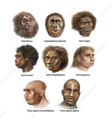 Evolution Artwork, Homo Habilis, Umass Amherst, Prehistoric Man, Post Human, Human Evolution, Early Humans, Science Photos, Human Species