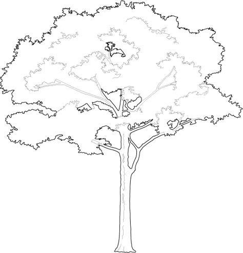 Tree Shapes Design, Tall Tree Drawing, Tree Dwg, Trees Outline, 2d Tree, Tree Perspective, Tree Line Drawing, Architectural Trees, Cad Blocks Free