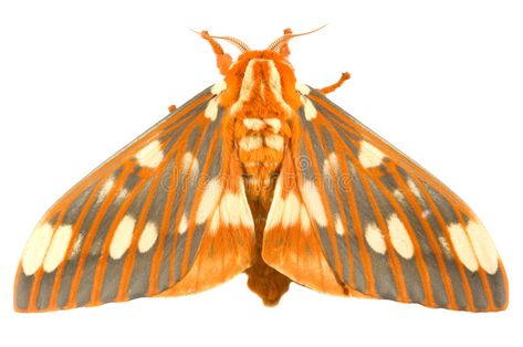 Regal Moth, Flannel Moth, Beautiful Moths, Cecropia Moth, Emperor Moth, Rosy Maple Moth, Tiger Moth, Cool Bugs, Time Pass