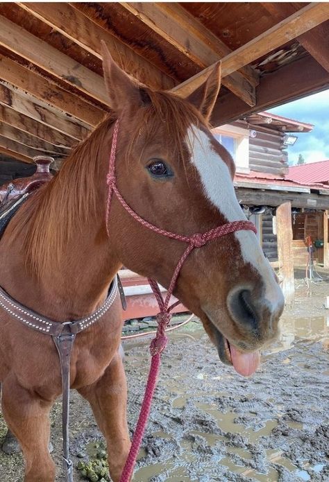 Sorrel Horse, Barrel Horse, Tongue Tie, Chestnut Horse, Chestnut, Equestrian, Horses, Animals