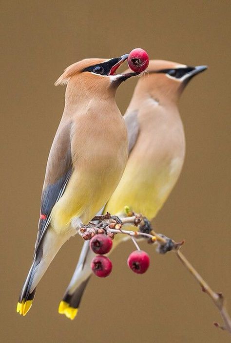 Cedar Waxwing: Habitat: Backyards, parks and open woodlands. Diet: Fruit, tree sap, flower petals and insects. Backyard Favorites: Berry-producing trees and shrubs like mountain ash, firethorn, highbush cranberry and mulberry. Cedar Waxwing, Kinds Of Birds, Nature Birds, Two Birds, Backyard Birds, Bird Pictures, Exotic Birds, Pretty Birds, Bird Photo