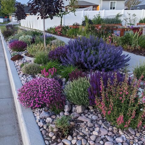 Sidewalk Landscaping, Xeriscape Front Yard, Texas Landscaping, Xeriscape Landscaping, High Country Gardens, Low Water Gardening, Waterwise Garden, Drought Tolerant Landscape, Front Yard Garden Design