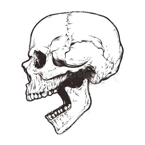 Anatomic Skull Vector stock vector. Illustration of skeleton - 84642908 Skull Vector Art, Skull Side View, Tattoo Crane, Skull Reference, Skull Sketch, Skull Art Drawing, Skulls Drawing, Skull Illustration, Skeleton Art