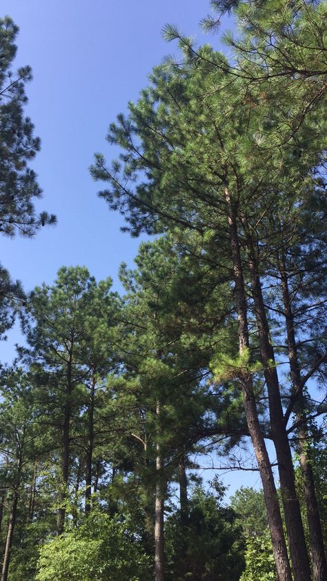 Tall Pine Trees of the South 💚 Tall Trees Aesthetic, Baguio Pine Trees, Pine Trees Aesthetic, Dreamy Farmhouse, Gorgeous Trees, Tall Pine Trees, Southern Winter, Full Sun Garden, Crawdads Sing