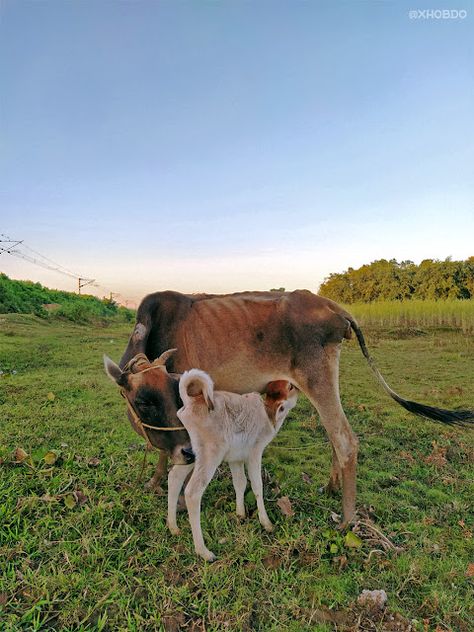 Mother cow feeding calf Cow Feeding, 26 March, 13 March, 30 August, 16 October, 13 October, 24 October, Mother's Love, 12 October