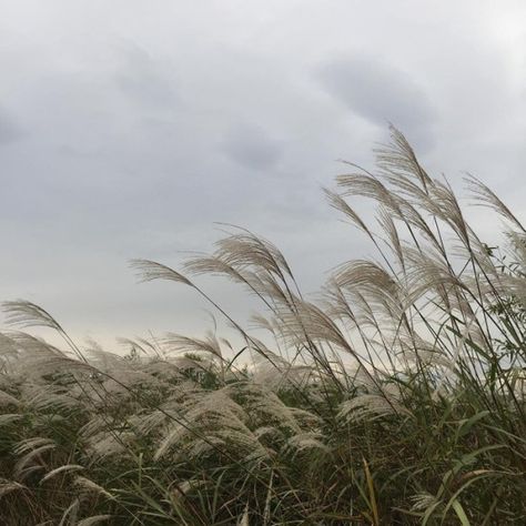 T H E _ C O L L E C T O R Blowing In The Wind, The Wind, Swift