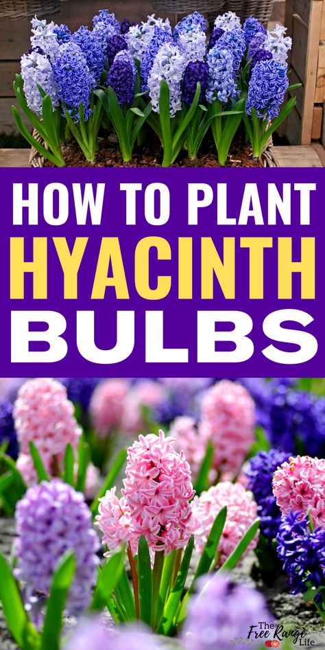 Front Garden Simple, How To Plant Crocus Bulbs, Purple Bulbs Flowers, When To Plant Spring Bulbs, When To Plant Bulbs For Spring, When To Plant Hyacinth Bulbs, Tulips Daffodils Hyacinth, Planting Hyacinth Bulbs, Spring Bulbs Garden Flower Beds