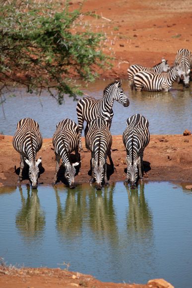 Kenia Kenya Travel, Africa Animals, Kenya Safari, Watering Hole, Africa Safari, Airbrush Art, African Wildlife, African Animals, African Safari