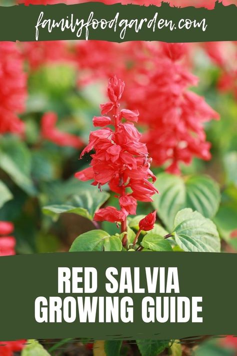 Salvia Garden, Red Salvia, Salvia Plants, Scarlet Sage, Sage Plant, Sage Green Wallpaper, Sage Green Bridesmaid Dress, Red Plants, Sage Green Wedding