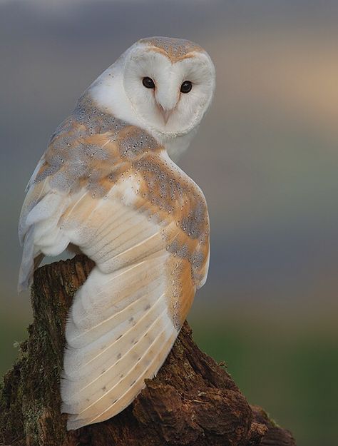 http://www.barnowl.co.uk/page95.asp Glowing Rocks, Yuumei Art, Hilarious Images, Owl Species, Owl Wings, Barn Owls, Owl Photography, Owl Photos, Animal Study