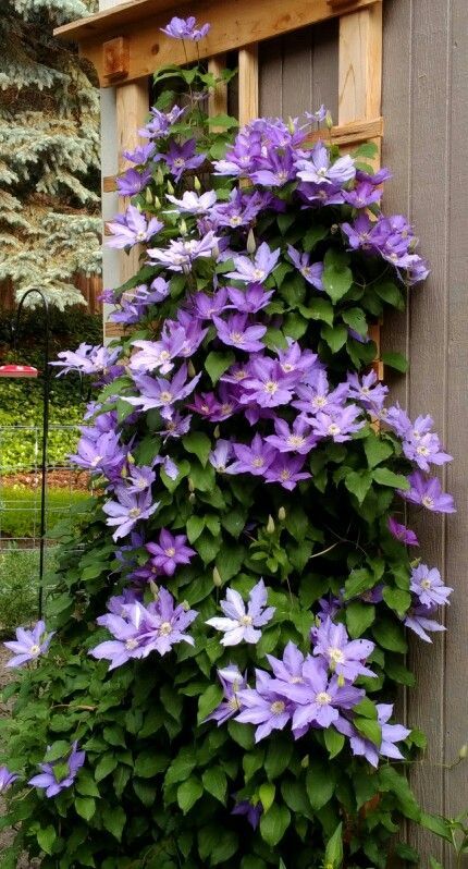 Grow gorgeous clematis on trellis with this step-by-step guide Clematis Trellis, Clematis Plants, Plant Room, Grow Gorgeous, Clematis Flower, Garden Growing, Clematis Vine, Plants Ideas, Cottage Garden Design