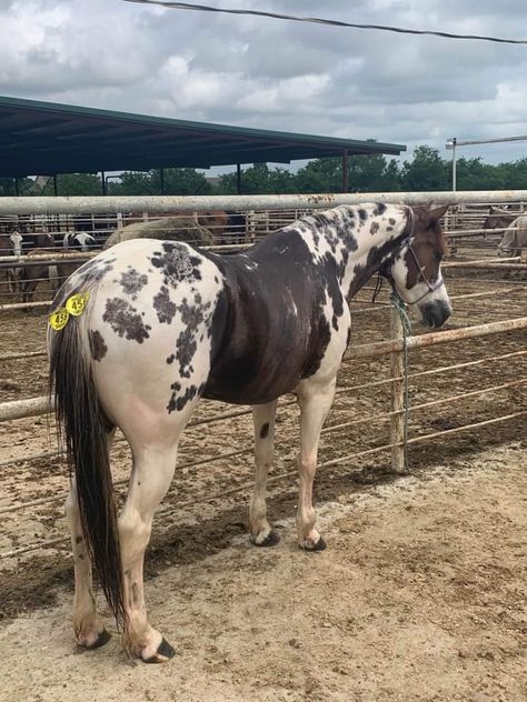 Rare Horse Coats, Rare Horse Colors, Grazing Horse, Unique Horses, Unusual Horse, Horse Markings, Horse Coat Colors, Rare Horses, Horse Coats