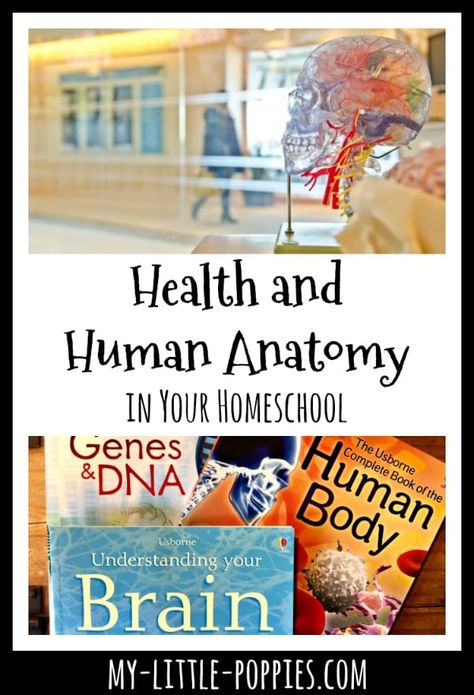 Homeschool Health Curriculum, Anatomy Unit Study, Human Anatomy Homeschool, Anatomy Curriculum, Elementary Anatomy, Homeschool Anatomy, Homeschool Health, Human Body Unit Study, Homeschool Styles