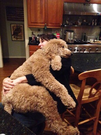 He Thinks He's A Lap Dog Anjing Poodle, Dog Status, Giant Dogs, Doodle Dog, Goldendoodle Puppy, Lhasa Apso, Lap Dogs, Poodle Puppy, Poodle Dog