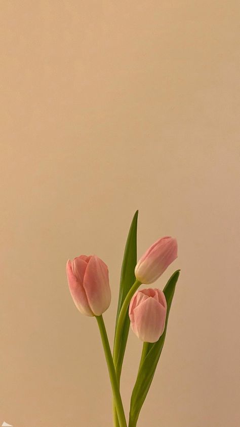 Pink And White Tulips Aesthetic, Flower Wallpaper Aesthetic Pastel, Tulips White Wallpaper, Wallpaper Tulips Aesthetic, Tulip Wallpaper Aesthetic, Tulips Wallpaper Iphone, Aesthetic Tulips Wallpaper, Pastel Flowers Aesthetic, Tulips Lockscreen