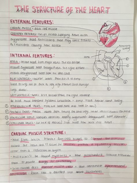 A level biology revision notes on the structure of the heart  #study #revision #notes #school #biology The Heart Revision Notes, The Heart Revision, Structure Of The Heart Notes, Health Notes School, Pe Notes Aesthetic, A Level Notes Aesthetic, The Heart Biology, Science Revision Notes Year 8, Science Revision Aesthetic