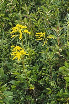 Northern Georgia, Sunflower Family, Wildflower Meadow, Perennial Herbs, Plant Identification, The Sunflower, Herbaceous Perennials, Yellow Top, Perennial Plants