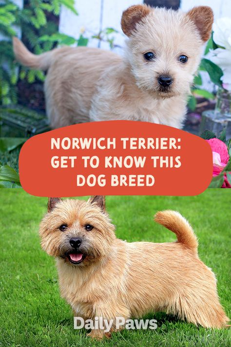 The Norwich terrier is a small breed with a big personality. Hyper and intelligent, he's a fearless pup who thrives with owners who keep his brain busy with tricks and training. Learn everything you need to know about thi dog breed here! #breeds #petbreeds #breedroundup #catbreeds #kittenbreeds #dogbreeds #bestcatbreeds #bestdogbreeds Terriers Breeds, Small Terrier Breeds, Norwich Terrier Grooming, Norwich Terrier Puppy, Terrier Mix Breeds, Cairn Terrier Puppies, Best Cat Breeds, Small Terrier, Kitten Breeds