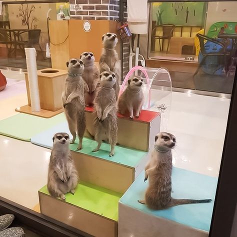 Animal cafes -- where it’s possible to pet raccoons, sheep, meerkats, reptiles, cats, or dogs while enjoying a coffee drink or smoothie -- have become so popular in Seoul that their number has nearly doubled in the past two years. Raccoon Cafe, Animal Cafe, Pet Cafe, Friends Cafe, Library Cafe, Pet Raccoon, Dog Cafe, Cat Cafe, Large Dog Breeds